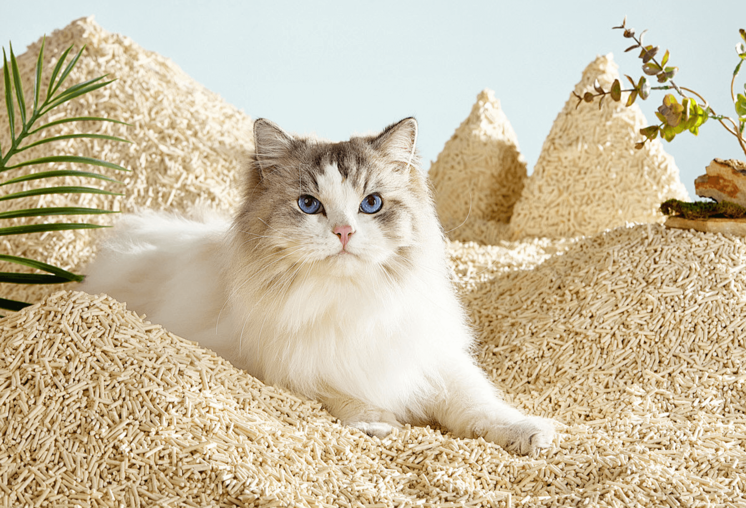 The Ultimate Guide to Buying Cat Litter: How to Choose the Perfect One for Your Furry Friend