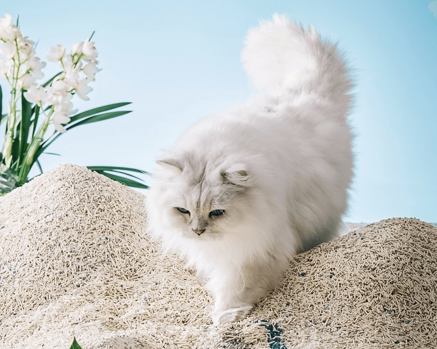 The Ultimate Guide to Buying Cat Litter: How to Choose the Perfect One for Your Furry Friend
