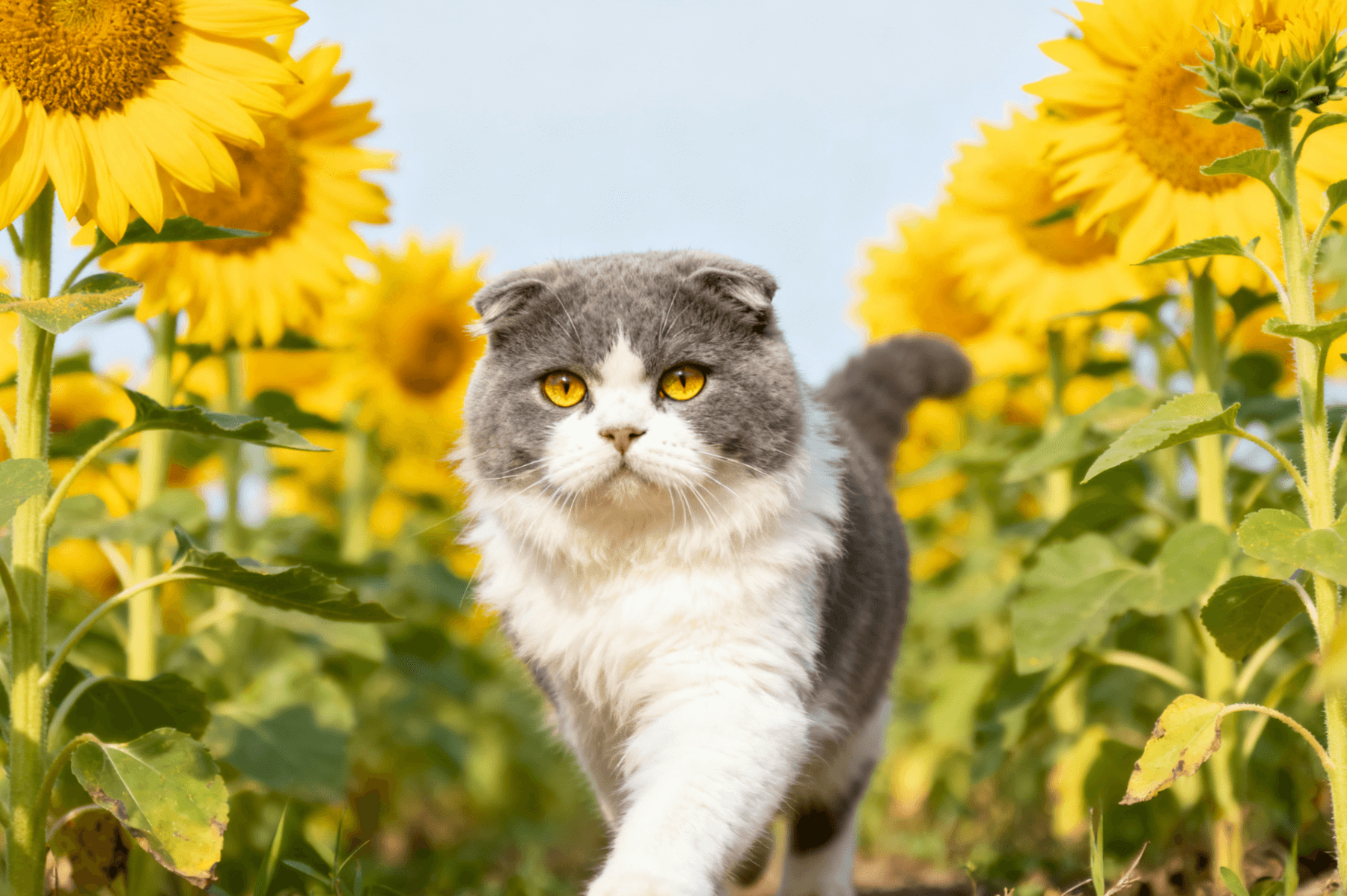 Tofu Cat Litter in Bulk: Capitalizing on the Eco-Friendly Trend