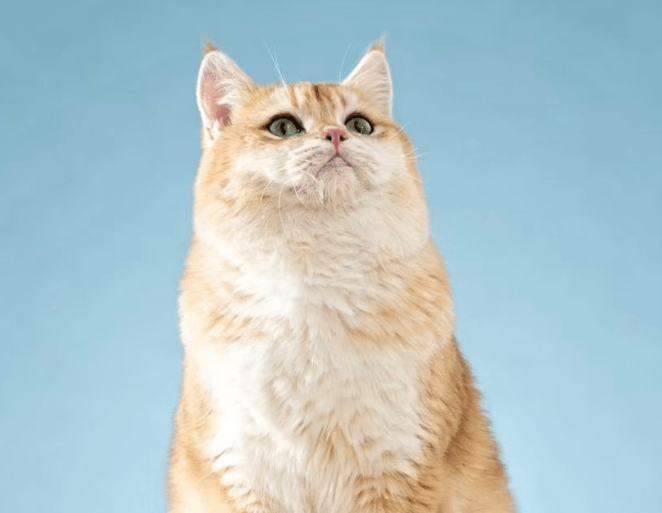 Bulk Cat Litter China Supplier: How to Source Factory-Direct and Reduce Risk